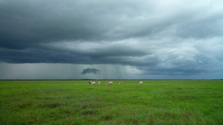 How Do I Use The Cricbet99 Website Or App?